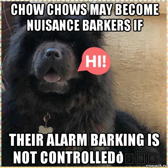 Мем Chow chows may become nuisance barkers if their alarm barking is