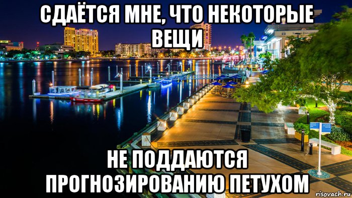 сдаётся мне, что некоторые вещи не поддаются прогнозированию петухом, Мем City of Tampa Florida