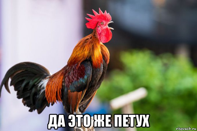  да это же петух, Мем Да это же Петух