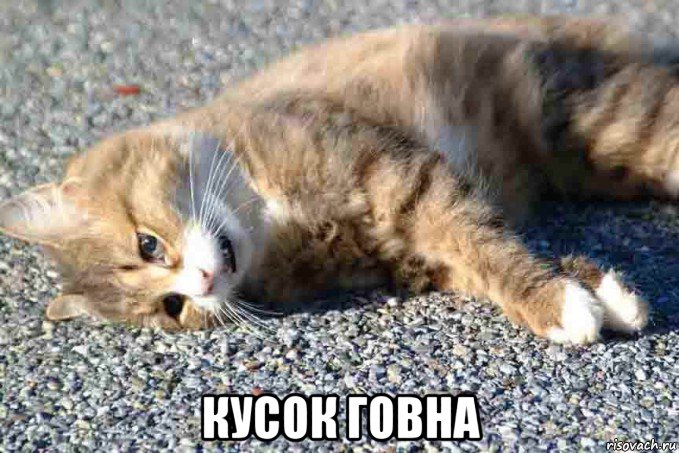  кусок говна, Мем Дохлокот