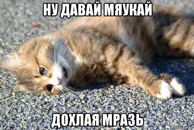 ну давай мяукай дохлая мразь, Мем Дохлокот