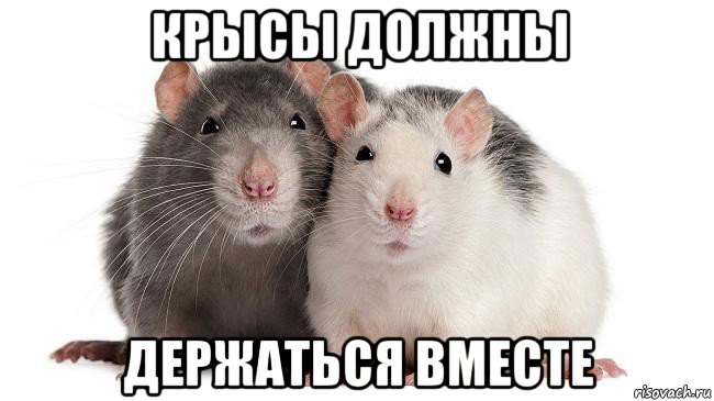 крысы должны держаться вместе, Мем Две крысы смотрят на третью