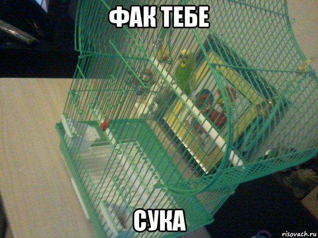 фак тебе сука, Мем Гриша в клетке свалил на доску