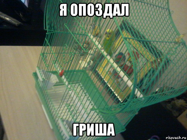 я опоздал гриша, Мем Гриша в клетке свалил на доску