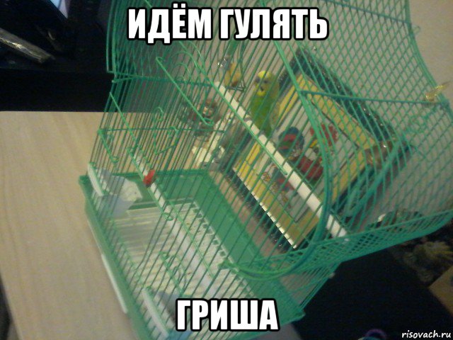 идём гулять гриша, Мем Гриша в клетке свалил на доску