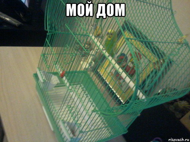 мой дом , Мем Гриша в клетке свалил на доску