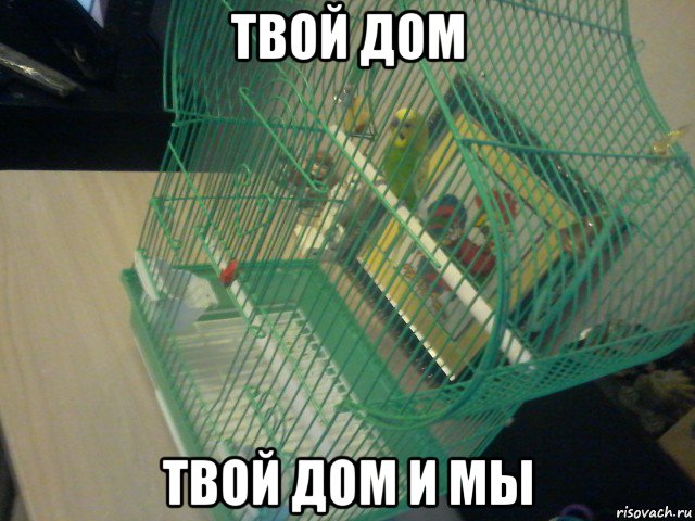 твой дом твой дом и мы, Мем Гриша в клетке свалил на доску