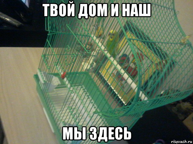 твой дом и наш мы здесь, Мем Гриша в клетке свалил на доску