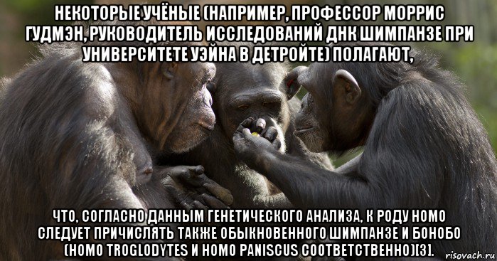 некоторые учёные (например, профессор моррис гудмэн, руководитель исследований днк шимпанзе при университете уэйна в детройте) полагают, что, согласно данным генетического анализа, к роду homo следует причислять также обыкновенного шимпанзе и бонобо (homo troglodytes и homo paniscus соответственно)[3]., Мем Группа обезьян