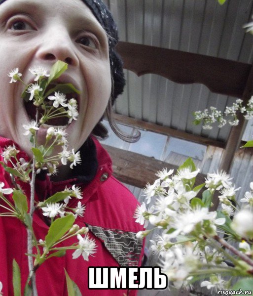  шмель, Мем Insects bugs