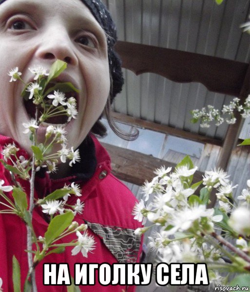  на иголку села, Мем Insects bugs