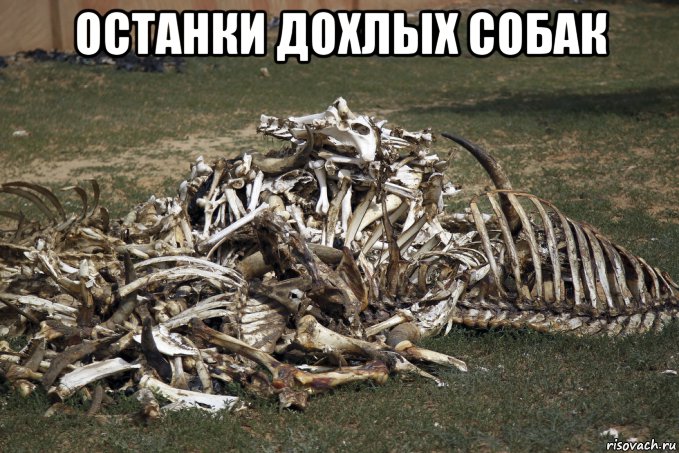 останки дохлых собак , Мем Конец жизни