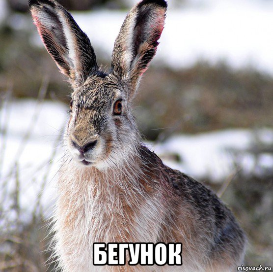  бегунок, Мем Kosoj