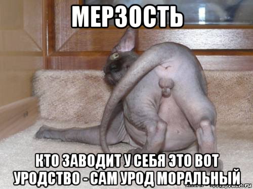 мерзость кто заводит у себя это вот уродство - сам урод моральный, Мем Котофен