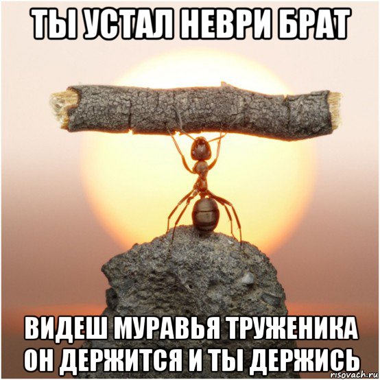 ты устал неври брат видеш муравья труженика он держится и ты держись, Мем Lutvf