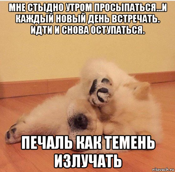 мне стыдно утром просыпаться...и каждый новый день встречать. идти и снова оступаться. печаль как темень излучать, Мем МНЕ ТАК СТЫДНО МНЕ ТАК СТЫДНО МНЕ ТАК СТЫДНО
