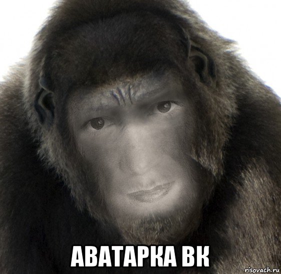  аватарка вк, Мем Одна знакомая горилла