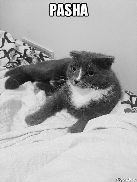 pasha 