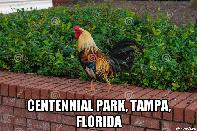  centennial park, tampa, florida, Мем Петух из Большого Сити