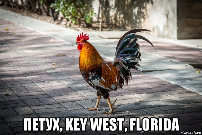  петух, key west, florida, Мем Петух из Большого Сити