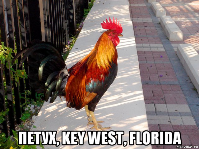  петух, key west, florida, Мем Петух из Большого Сити