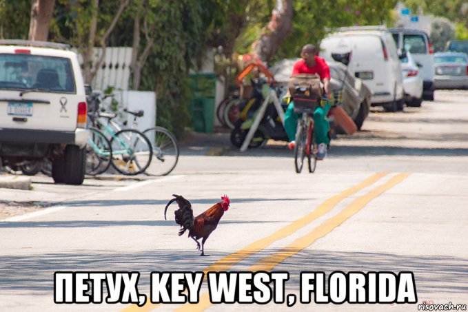  петух, key west, florida, Мем Петух из Большого Сити