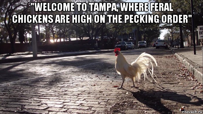 "welcome to tampa, where feral chickens are high on the pecking order" , Мем Петух из Большого Сити
