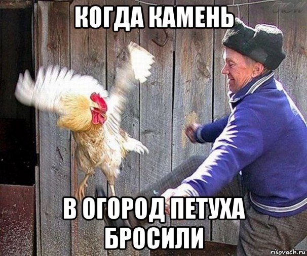 когда камень в огород петуха бросили