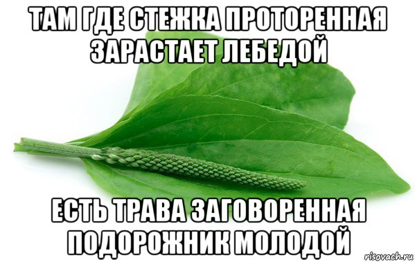 там где стежка проторенная зарастает лебедой есть трава заговоренная подорожник молодой