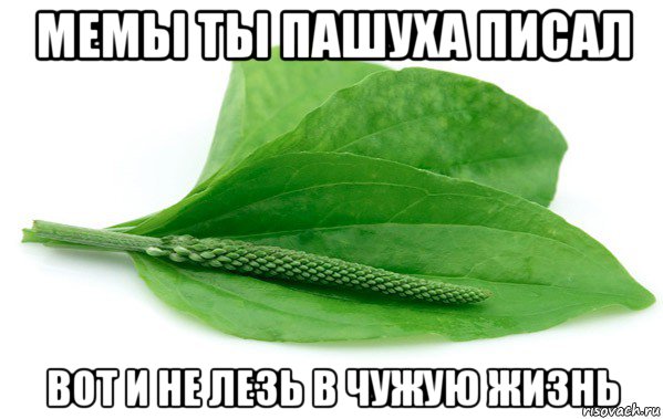 мемы ты пашуха писал вот и не лезь в чужую жизнь