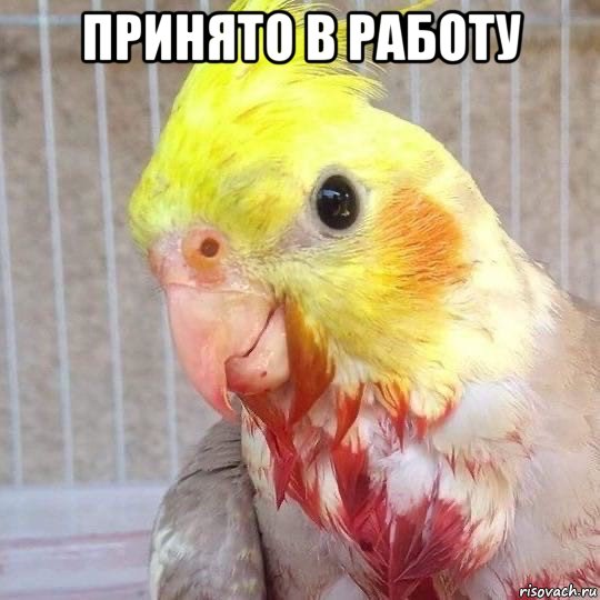 принято в работу , Мем Попугай