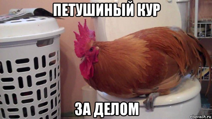 петушиный кур за делом