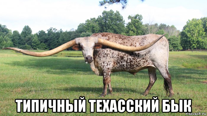  типичный техасский бык, Мем Техасский бык