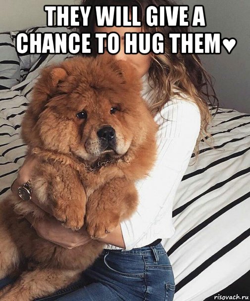 they will give a chance to hug them♥ , Мем They will give a chance to hug them
