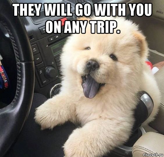 they will go with you on any trip. , Мем They Will Go With You On Any Trip