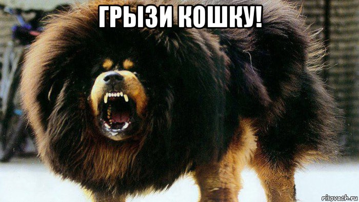 грызи кошку! 