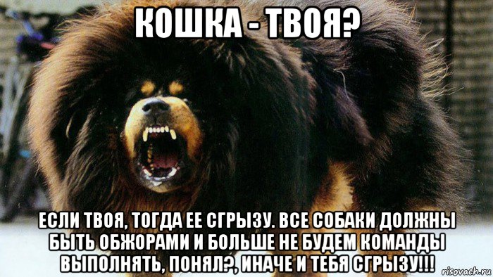 кошка - твоя? если твоя, тогда ее сгрызу. все собаки должны быть обжорами и больше не будем команды выполнять, понял?, иначе и тебя сгрызу!!!