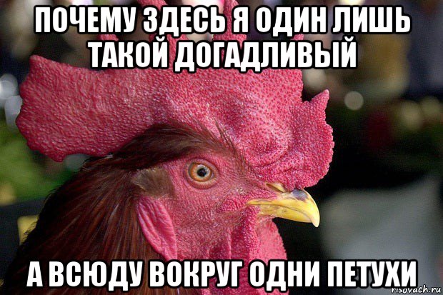 почему здесь я один лишь такой догадливый а всюду вокруг одни петухи