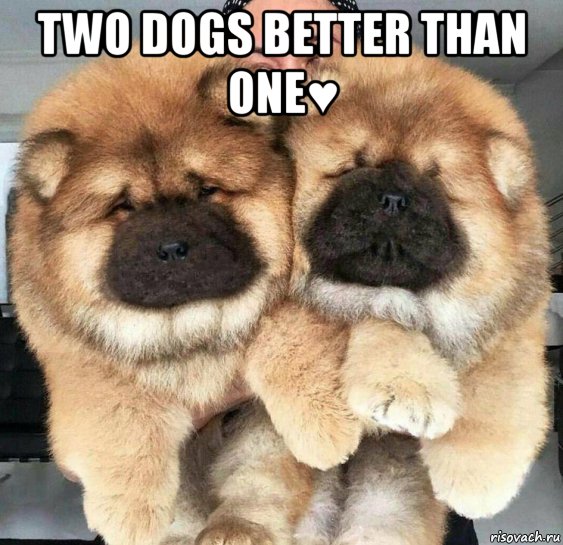 two dogs better than one♥ , Мем Two dogs better than one