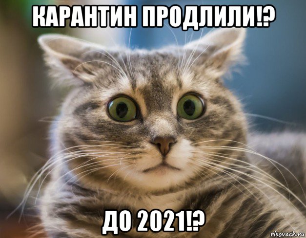 карантин продлили!? до 2021!?, Мем Удивленный кот