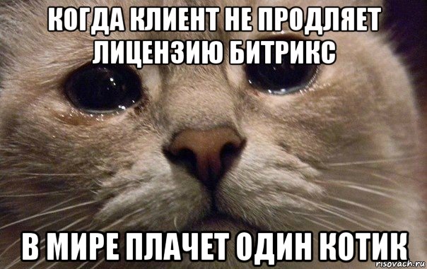 когда клиент не продляет лицензию битрикс в мире плачет один котик, Мем   В мире грустит один котик