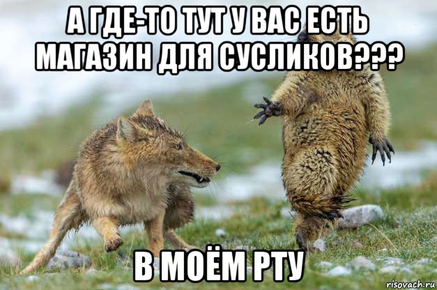 а где-то тут у вас есть магазин для сусликов??? в моём рту, Мем Волк и суслик