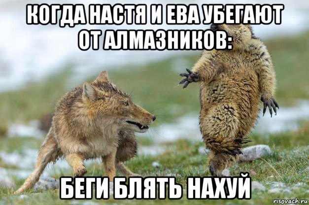 когда настя и ева убегают от алмазников: беги блять нахуй, Мем Волк и суслик