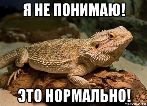 я не понимаю! это нормально!, Мем Ящерица