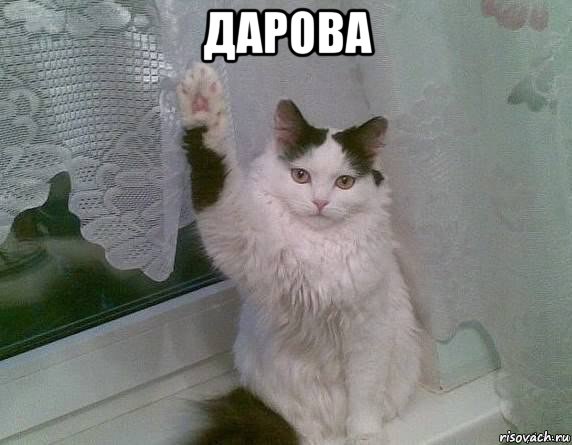 дарова , Мем Здарова