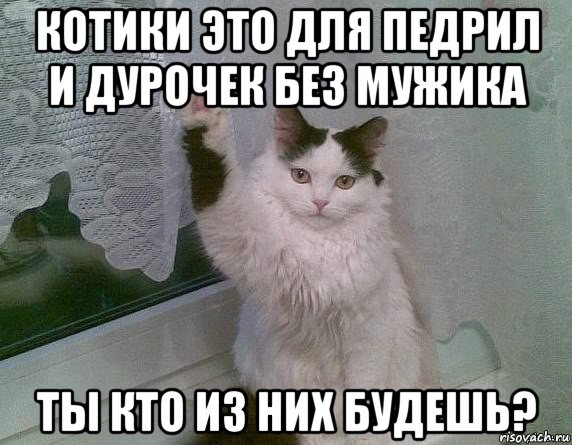 котики это для педрил и дурочек без мужика ты кто из них будешь?, Мем Здарова