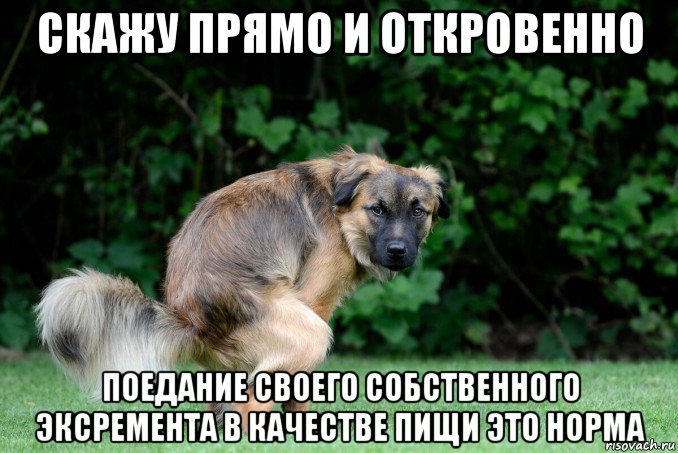 скажу прямо и откровенно поедание своего собственного эксремента в качестве пищи это норма, Мем 6
