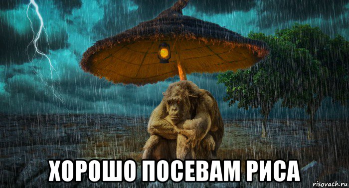  хорошо посевам риса, Мем Африканское дождливое утро