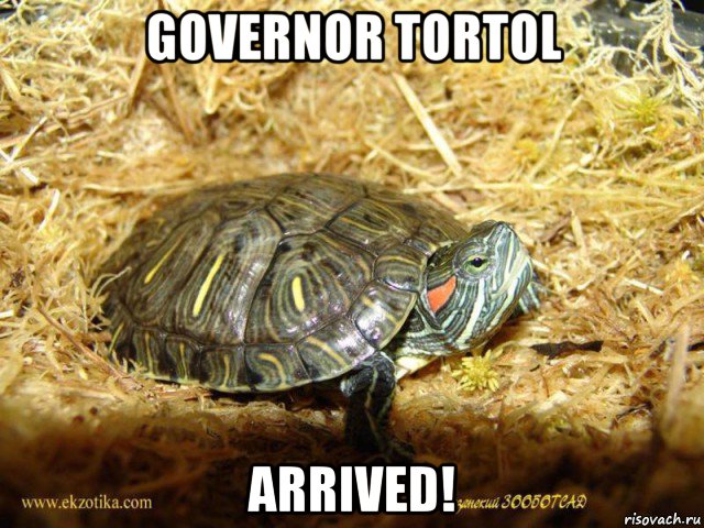 governor tortol arrived!, Мем Черепаха