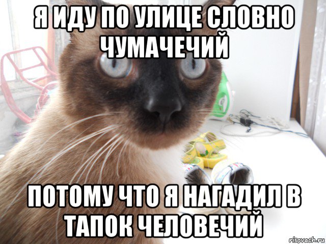 я иду по улице словно чумачечий потому что я нагадил в тапок человечий